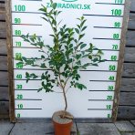 Mini višňa - čerešňa višňová (Prunus cerasus x fruticosa) 'CARMINE JEWEL' - výška 70-90 cm, kont. C5L - KRÍKOVÁ